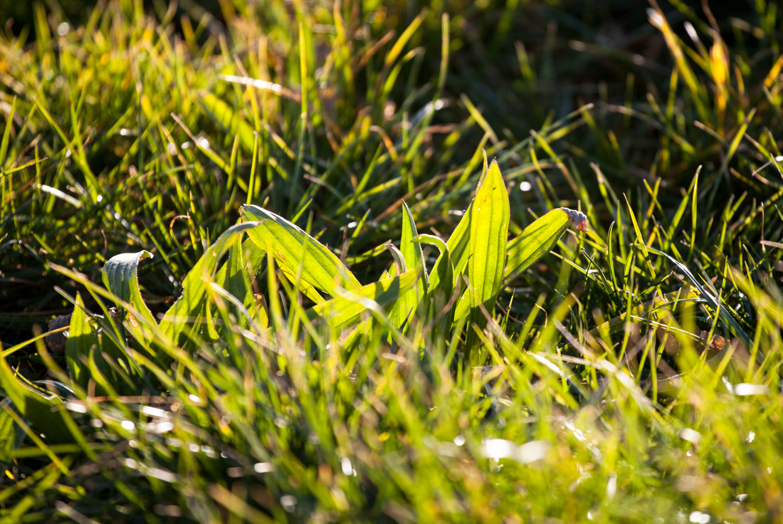 Large green grass basking in the sun