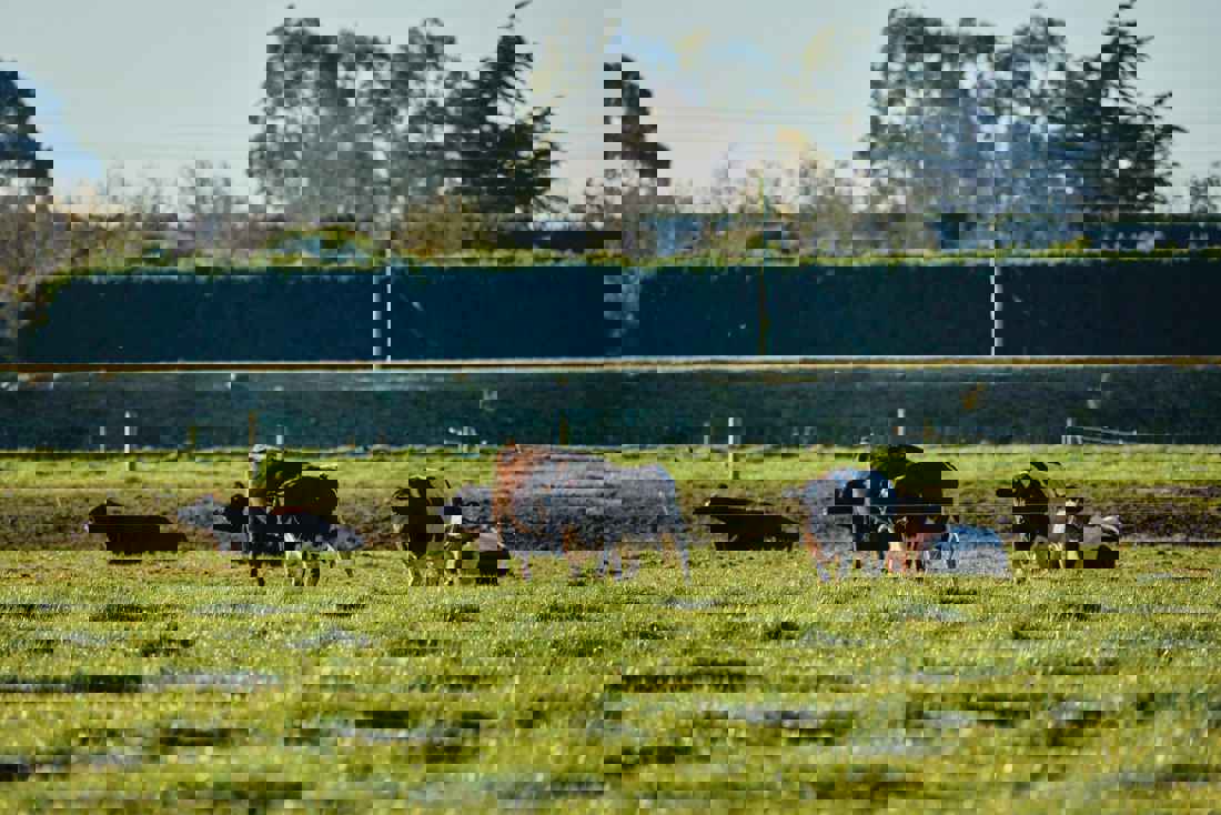 A group of cows in a field