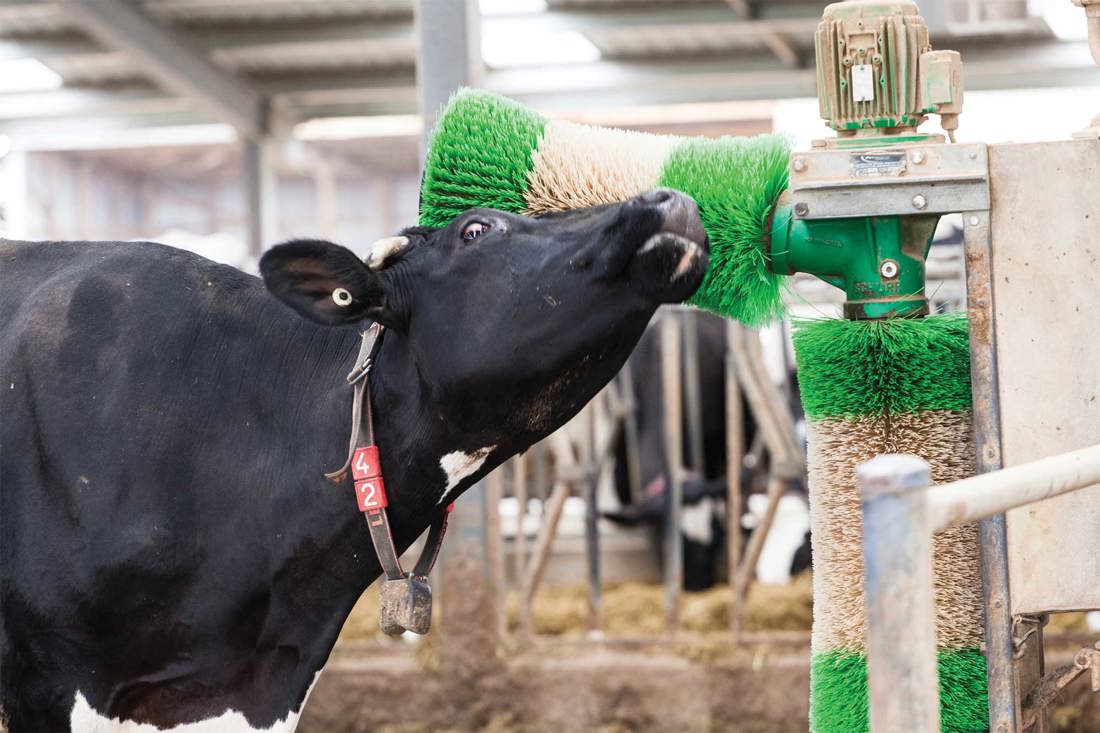 Animal Welfare Cow Using Scratching Brush
