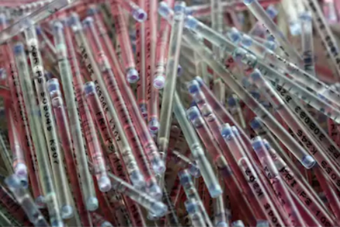 Glass pipette for cows