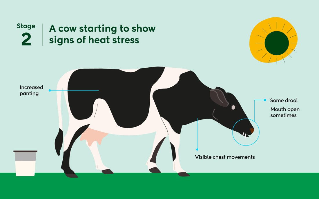 Heat Stress Stage 2