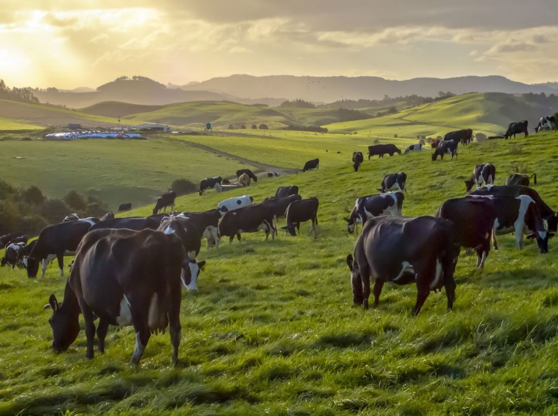 Dairy cows grazing on slightly sloped paddocks with hills, farm track and farm buildings in the background
