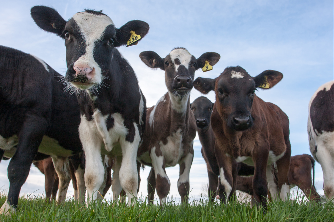 Cows in field