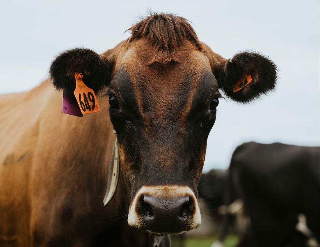 Autumn Smarts Banner Overlay Image