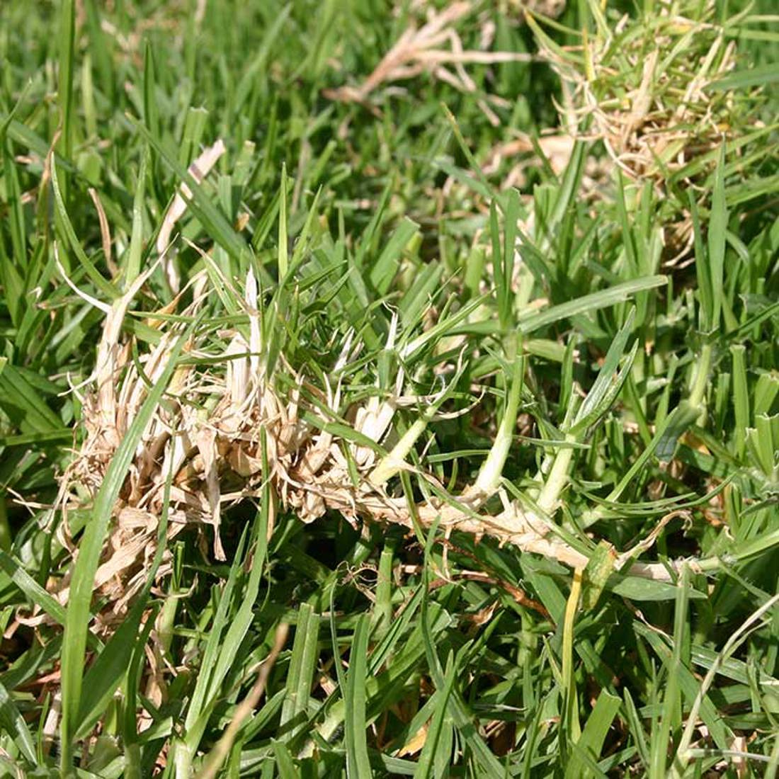 Kikuyu 1