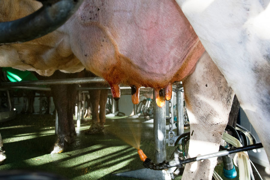 Mastitis Prevent Find Treat Image 2
