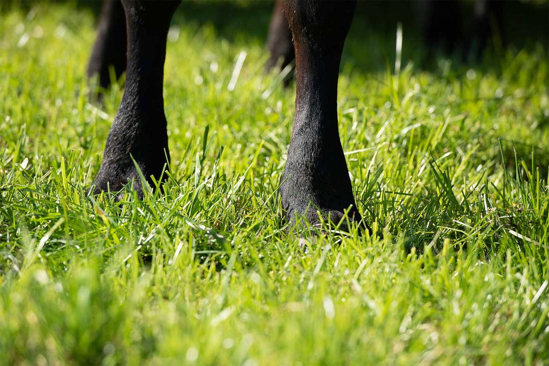 Close up view of a black cow's legs in a grassy paddock