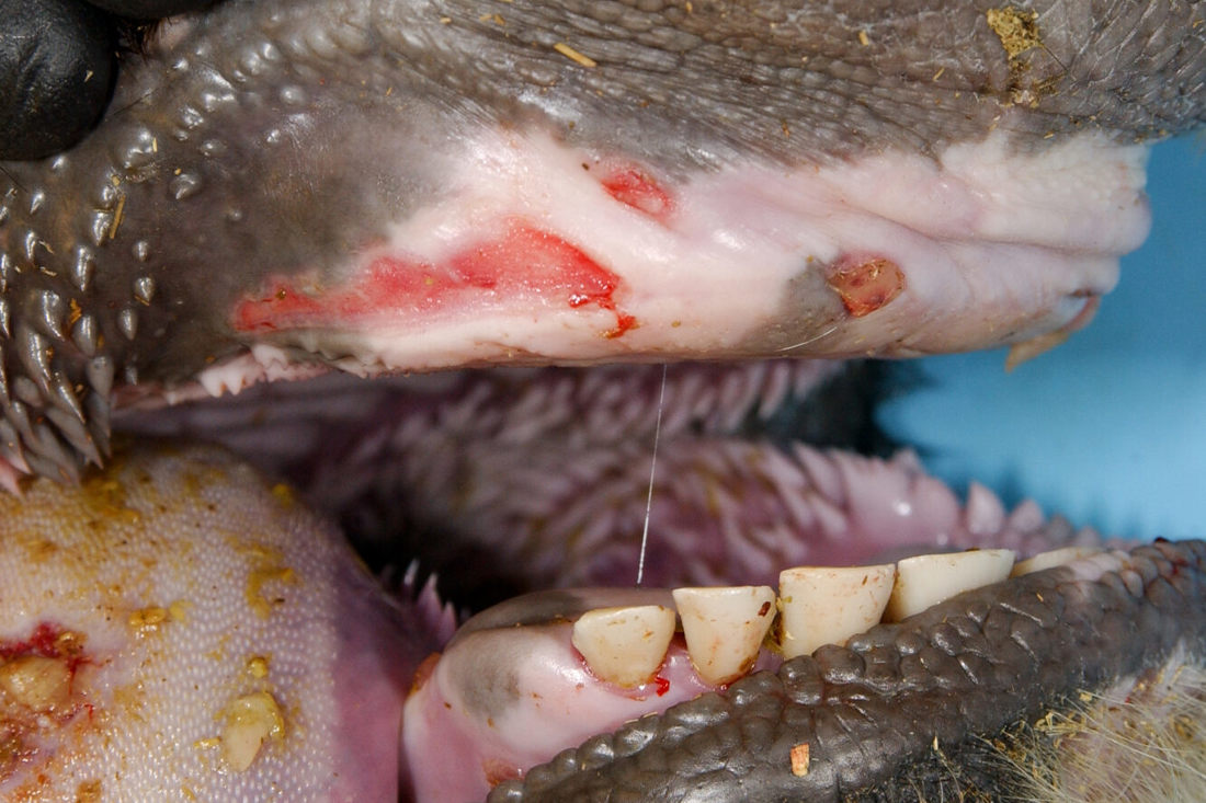 Cow Mouth With Foot And Mouth Disease Sores 2