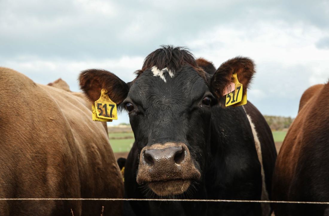 Close-up face-on picture of a dairy cow with eartags