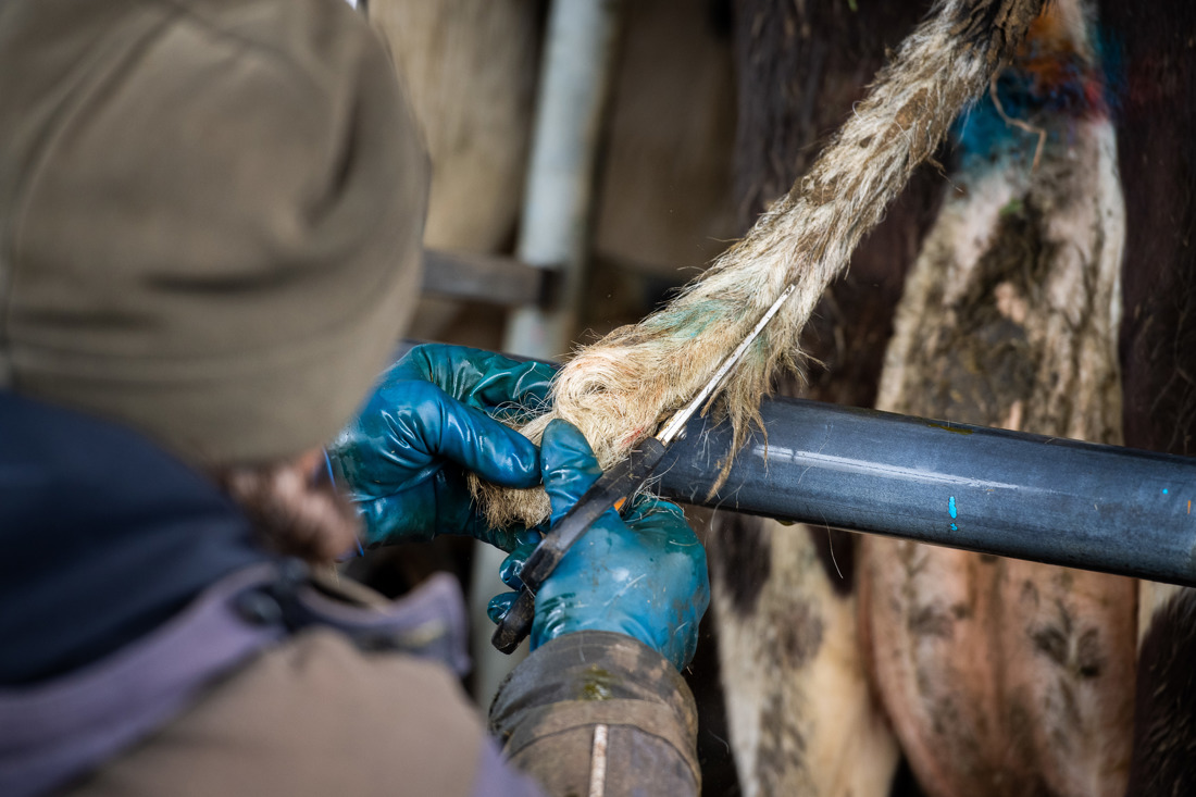 Farmer managing a cow's tail