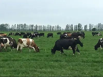 Flemington Farm