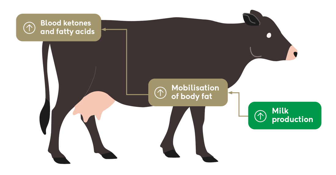 Blood Bhb And Cow Performance Blood Ketones Infographic V2