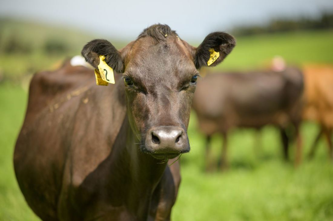 A close-up of a dairy cows in a paddock