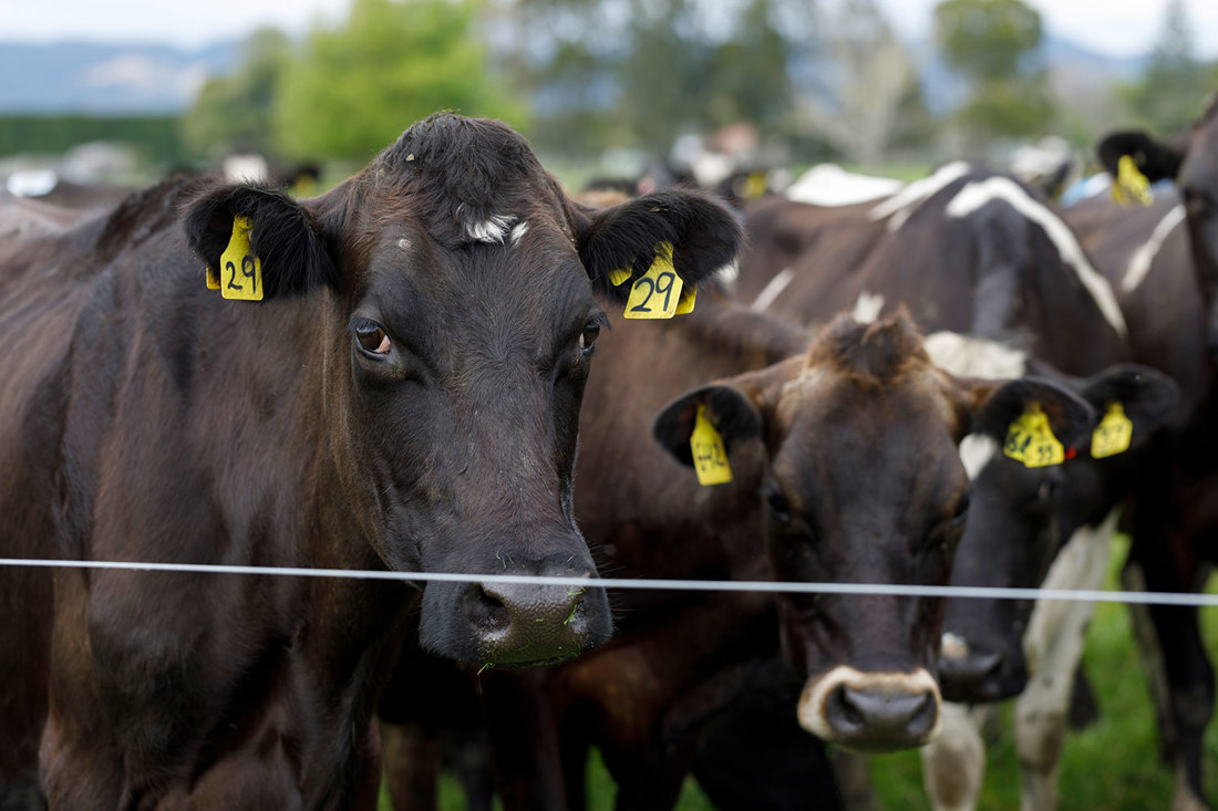Close-up of dairy cows in a paddock.