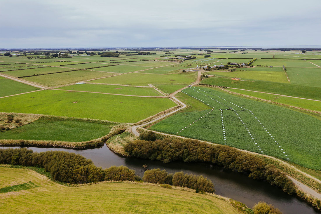 Aerial photo of a winter crop paddock in the South Island of New Zealand during winter grazing.