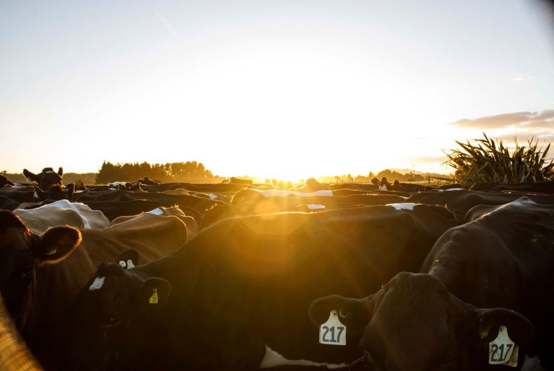 A herd of dairy cows in the early morning, waiting to be milked.