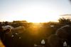 A herd of dairy cows in the early morning, waiting to be milked.