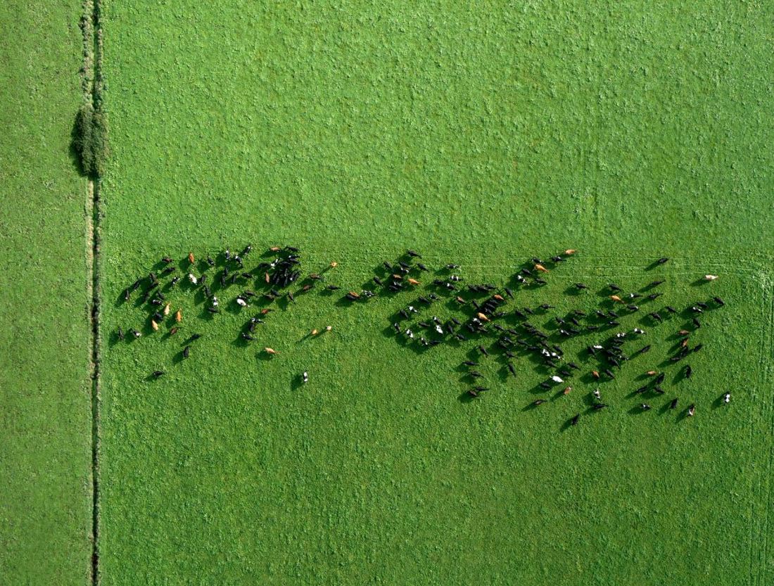 Drone photograph of a New Zealand dairy herd in a paddock