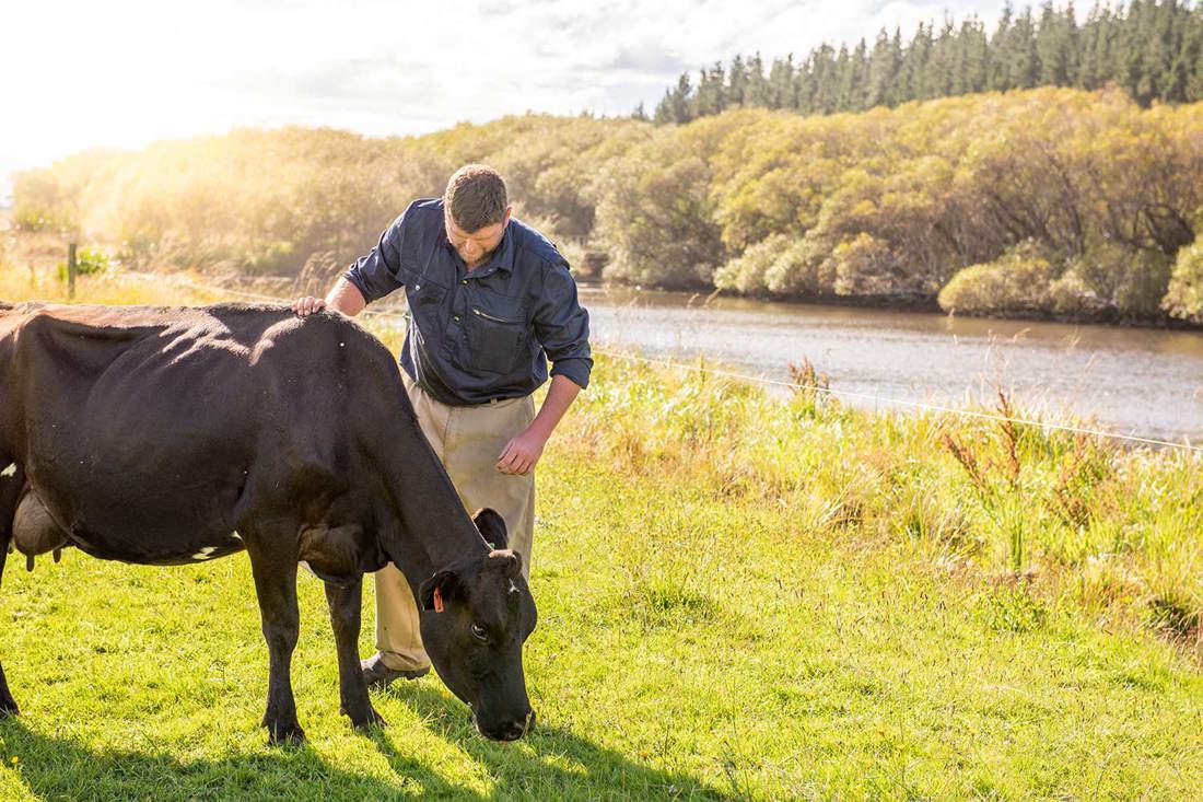 Dairy farmer Luke Templeton in a paddock with a dairy cow on his Southland farm
