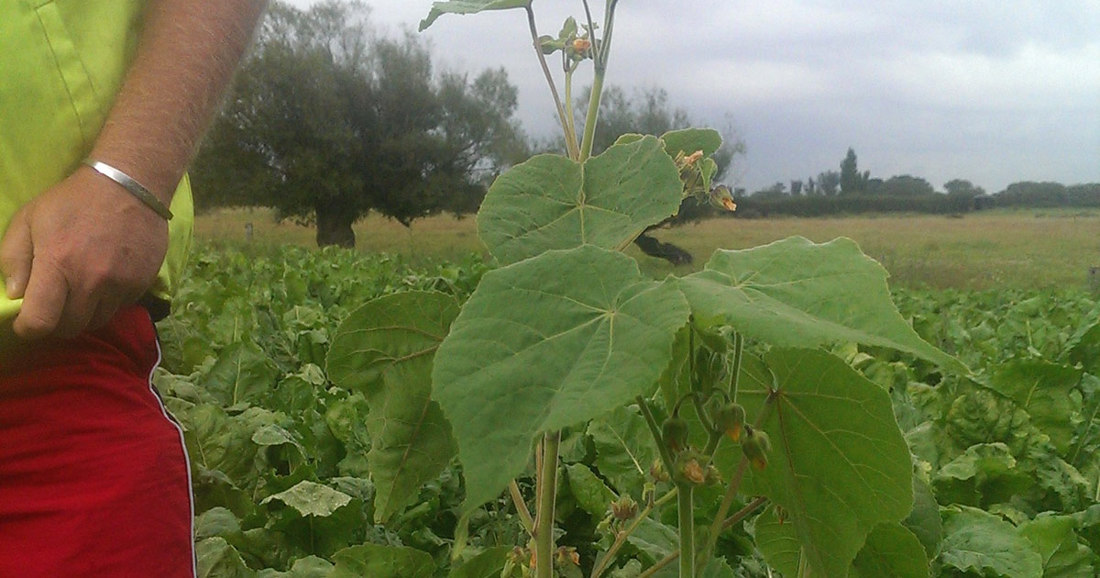 A weed and has a green leaves
