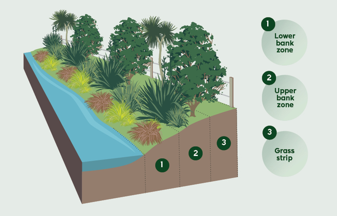 Riparian Planting Zones Illustration