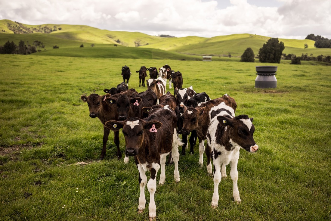 Calves in a paddock