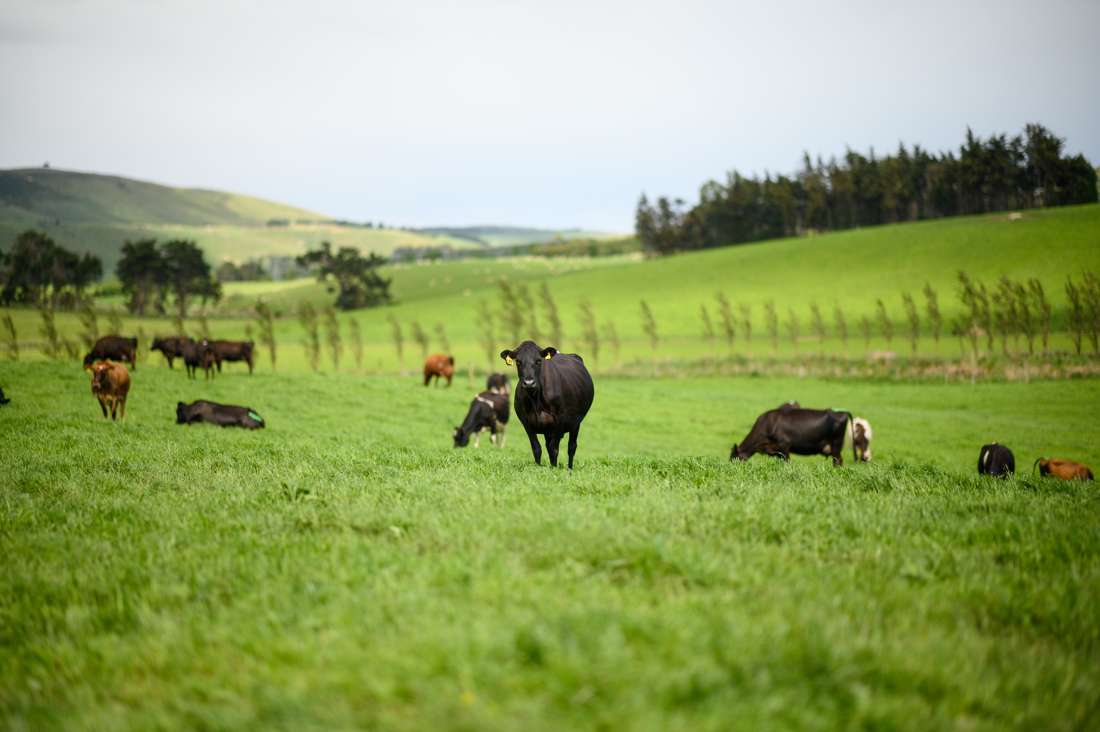 A group of cows in an open field