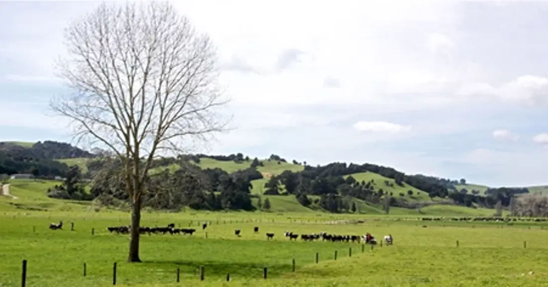 A herd of cattles in a field