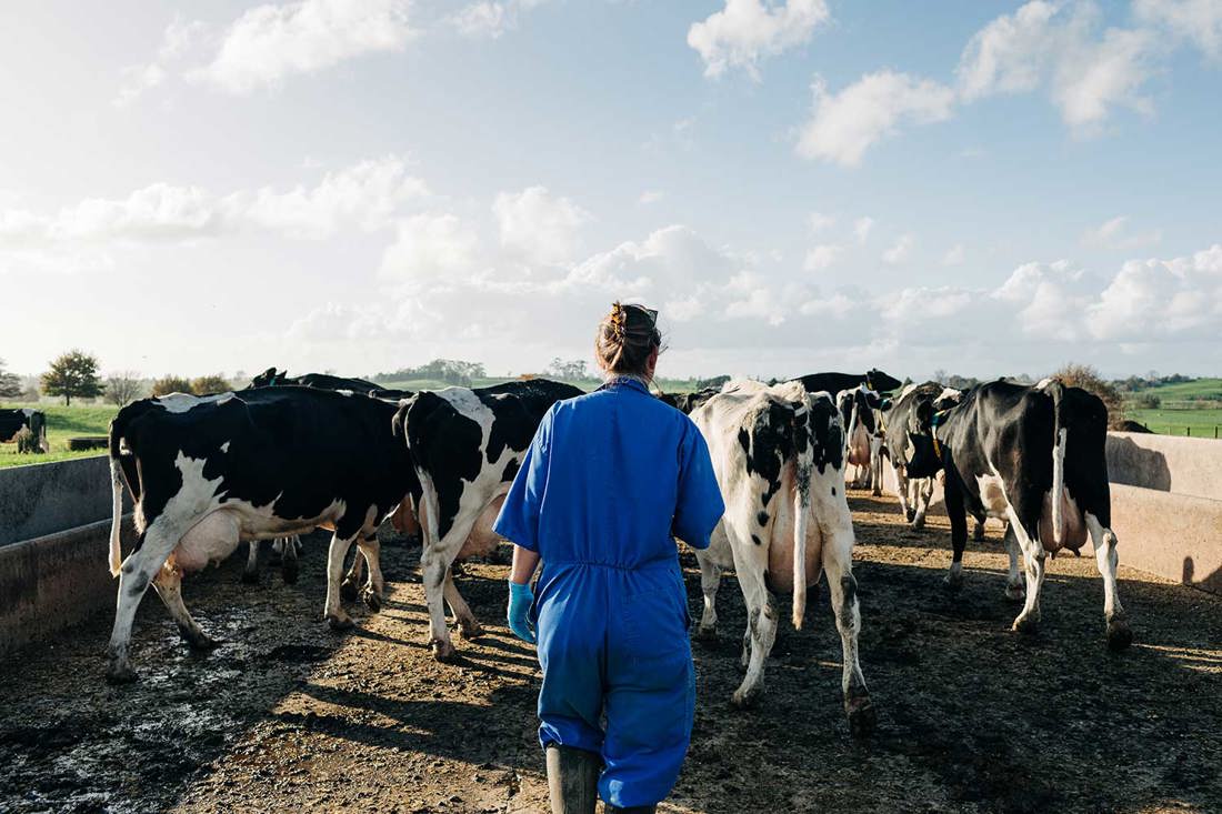 A dairy farmer walking down a farm race with the herd of cows