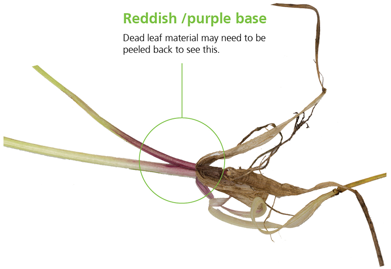 Reddish Purple Base