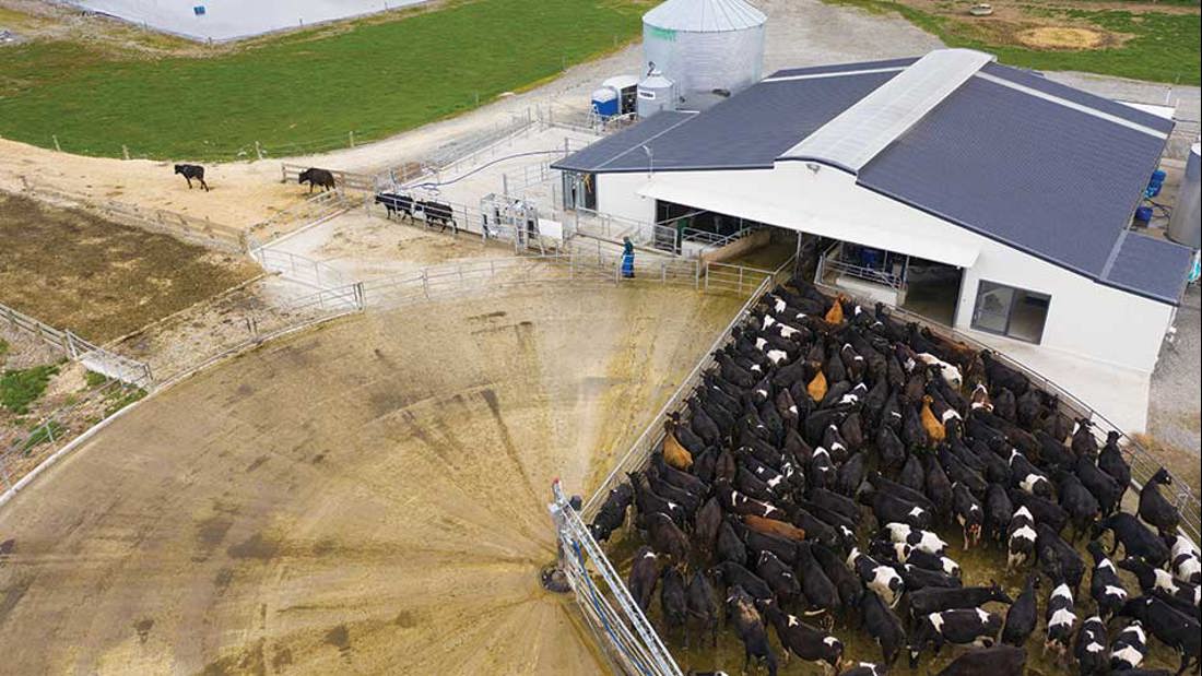Milking Shakeup Improves Efficiency Inside Dairy October 2019 Pod6
