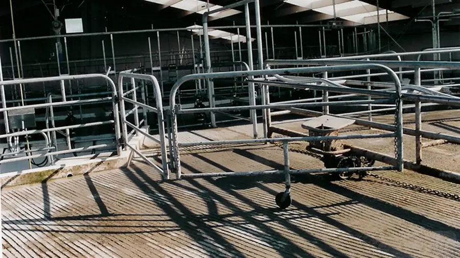 A heifer training gate system on a New Zealand dairy farm