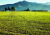 A farm with green crops on it, also a mountain in a horizon