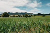 (Low Res) Nic Staveley HULA Godairy MG 9108 (1)