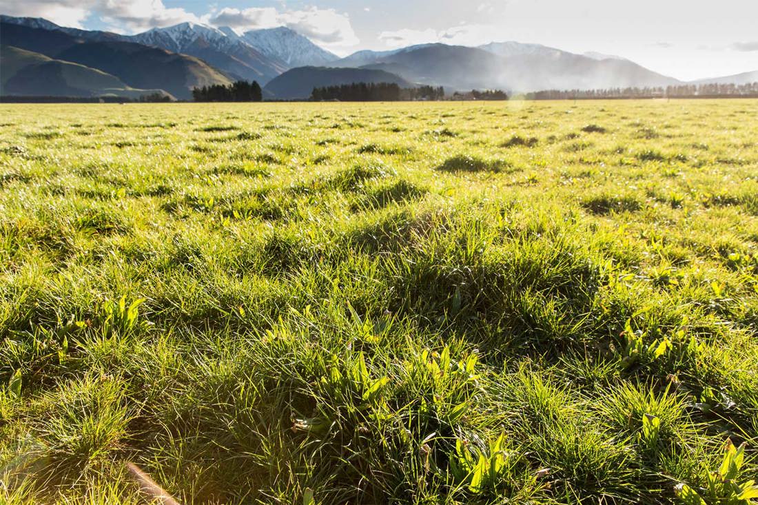 Autumn pasture on a dairy farm with snow-capped mountains in the background