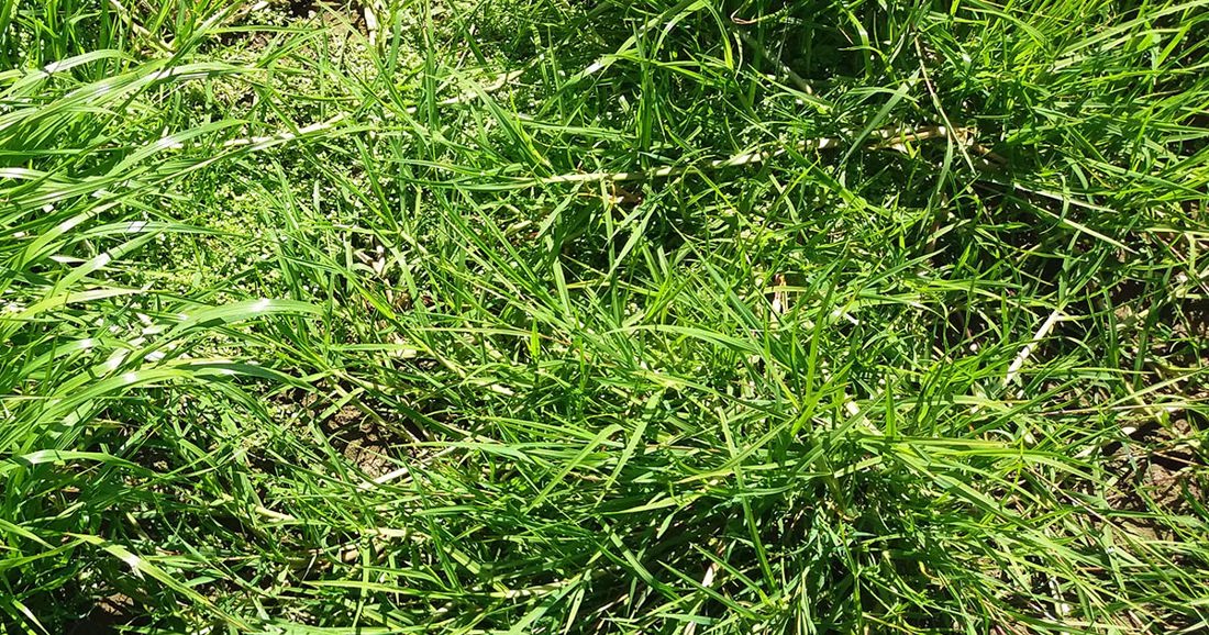 Green grass