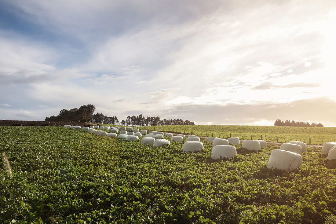 Dairynz Wintercrop 2019 175 4F8a182a 7E69 4D32 Ade3eeea217b7595 Resized 1500X1000