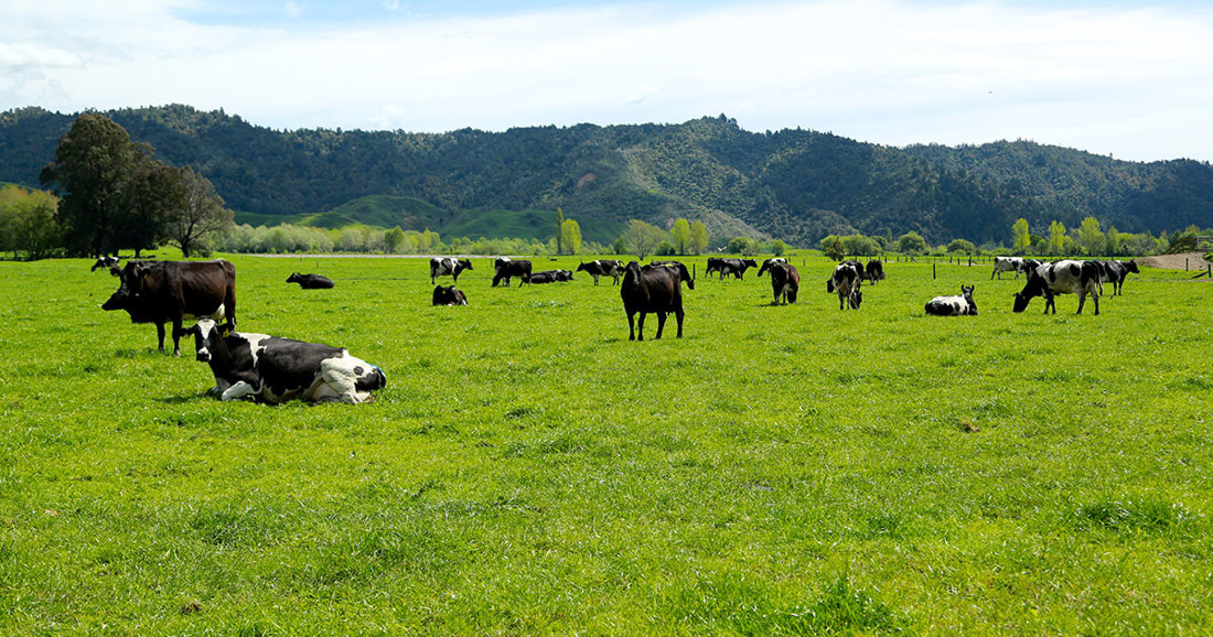 A herd of cattle in a grassy field