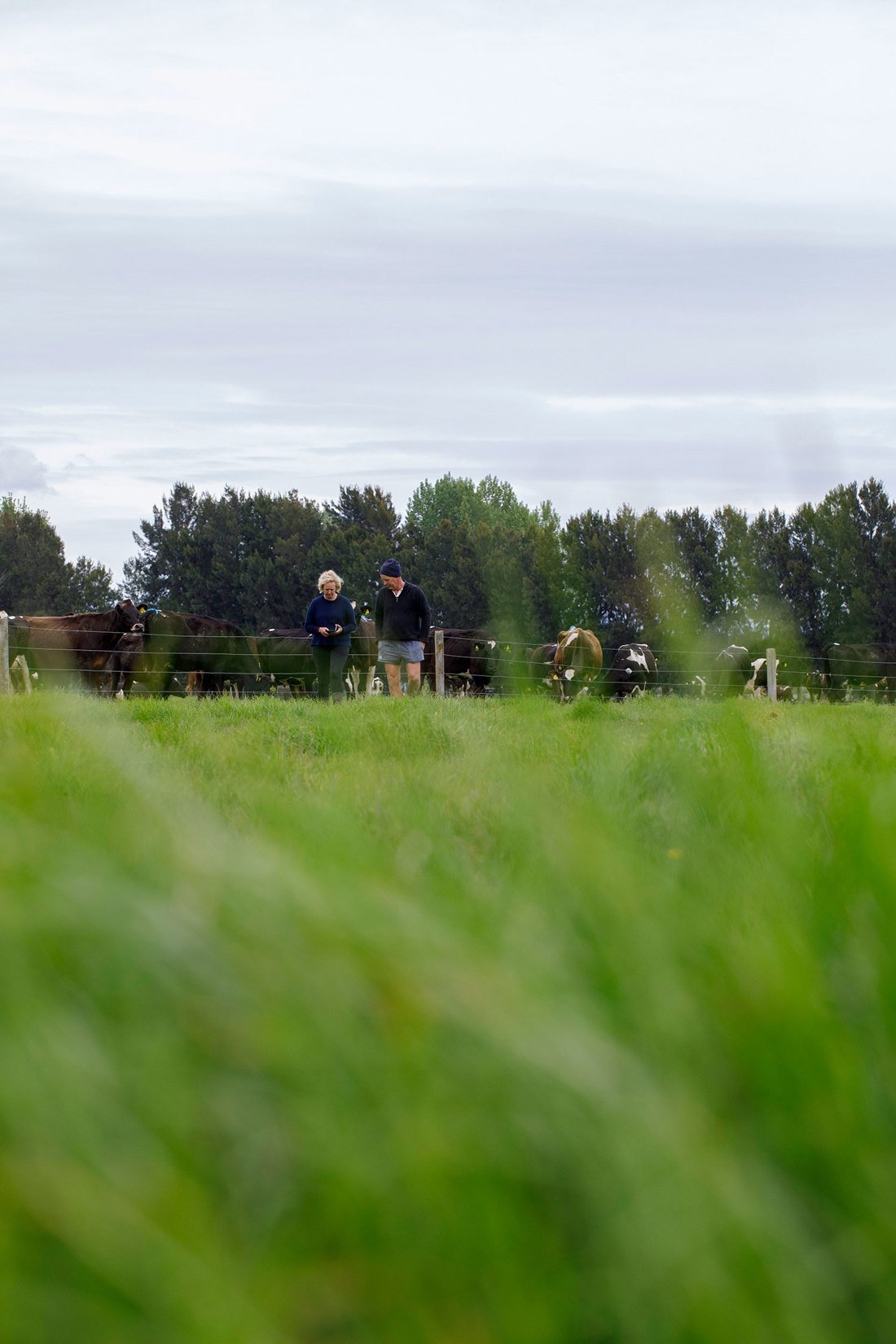 A field with green grass and cows behind a fence with two people talking