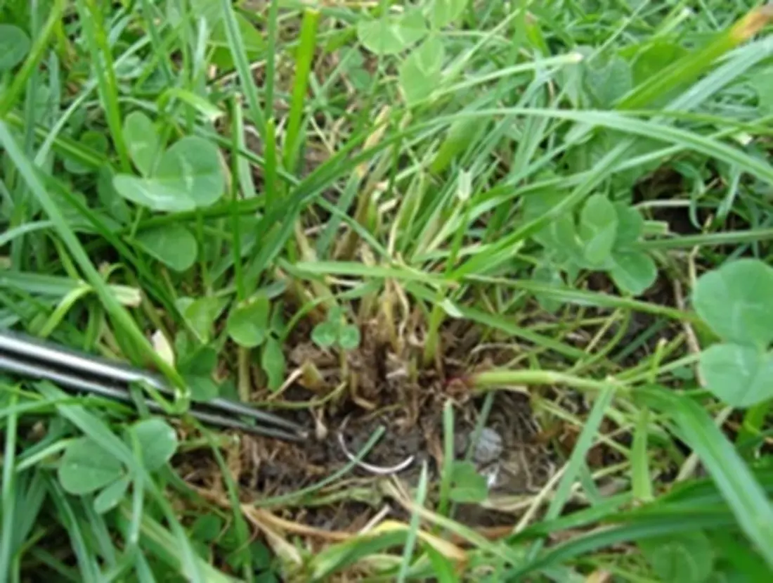 Healthy Ryegrass
