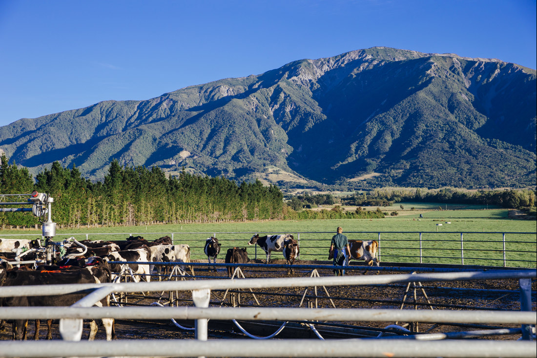 A beautiful landscape in a dairy farm