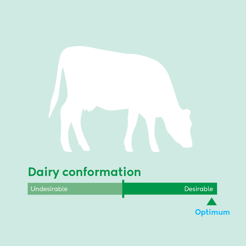 Image showing ideal conformation for dairy cow breeding values beyond milk production