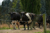A number of cows on race