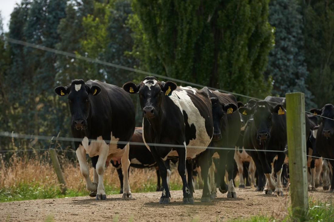 New Zealand dairy cows walking along a farm race during summer