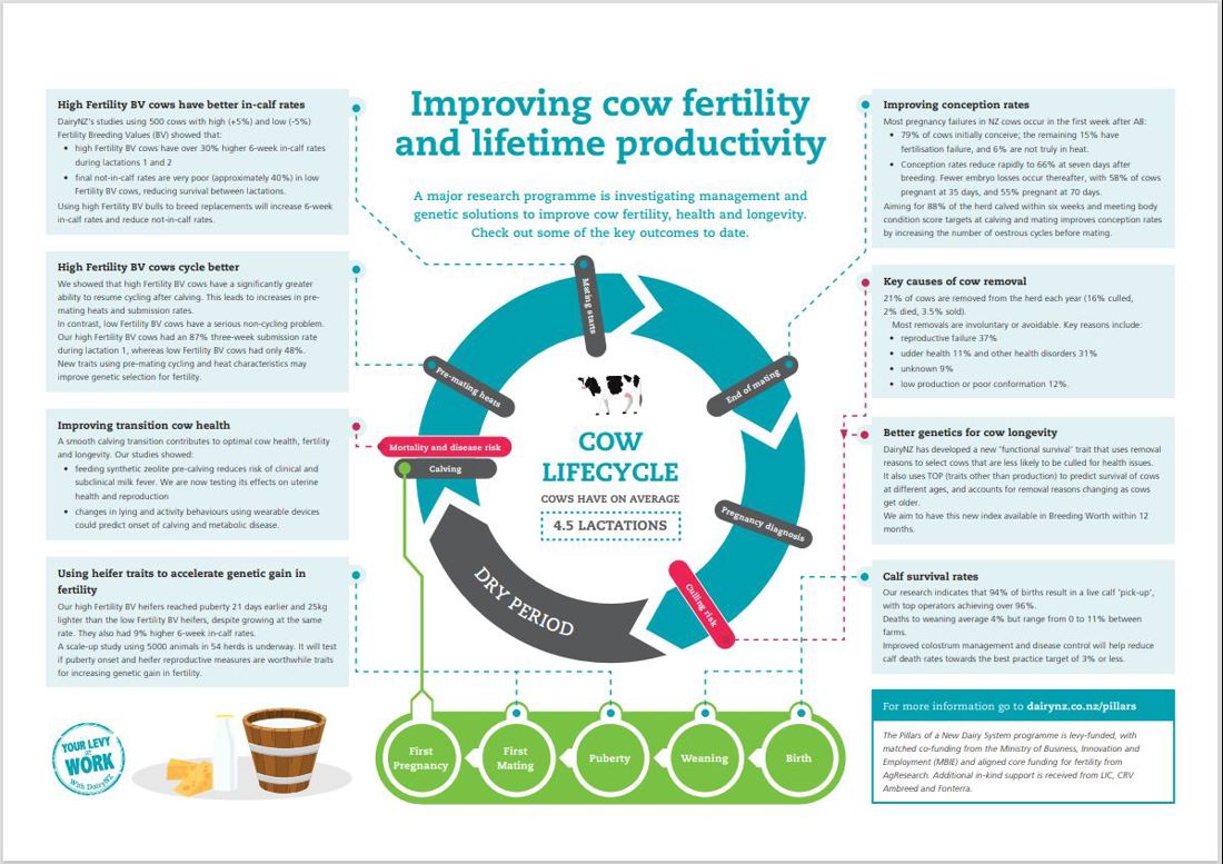 Improving Cow Fertility And Lifetime Productivity Image