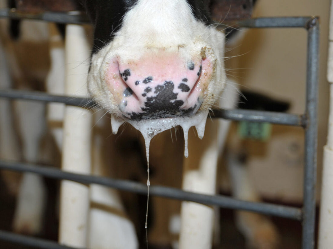 Drooling And Secretions From Cow Mouth And Nose