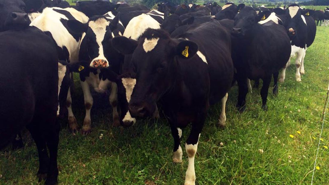A herd of cows piled up