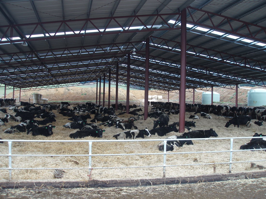 Herd of cows taking shelter under a shed