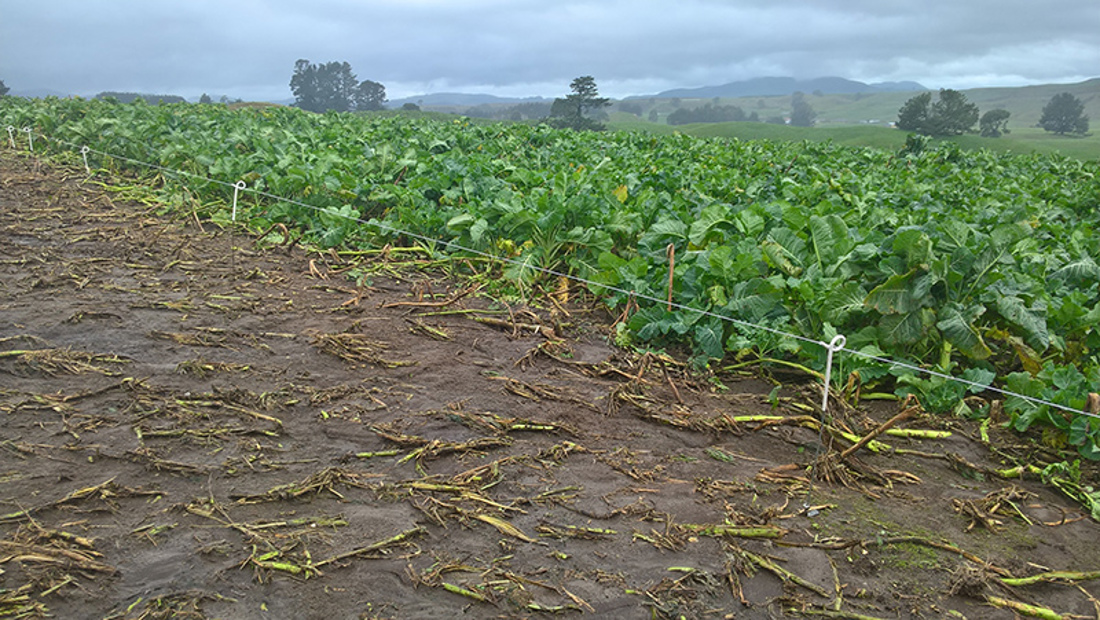 Brown soil and greens separated by a wire