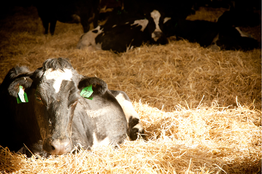 Animal Health Down Cow Page Image 1